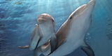 Dolphin Tale 2
